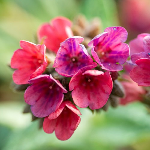 Miodunka plamista SHRIMPS ON THE BARBIE - pulmonaria