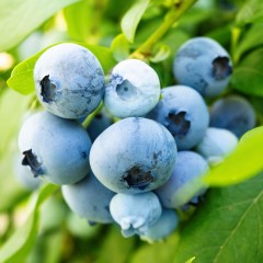 Borówka amerykańska, wysoka HANNAH'S CHOICE - sadzonki 2, 3 letnie