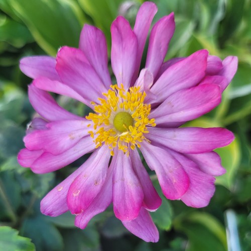 Zawilec japoński anemon PRINZ HEINRICH jesienny - sadzonki