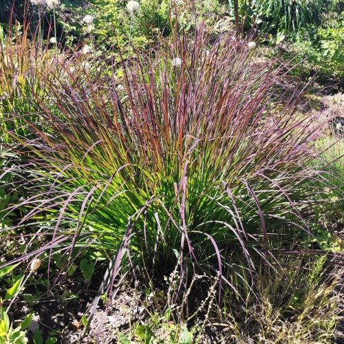 Palczatka gerarda RED OCTOBER - czerwona trawa ozdobna