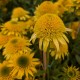Jeżówka żółta, pełna CARA MIA YELLOW miniaturowa - sadzonka