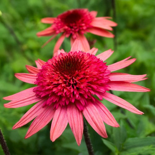 Jeżówka RASPBERRY TRUFFLE różowa, pełna - sadzonka