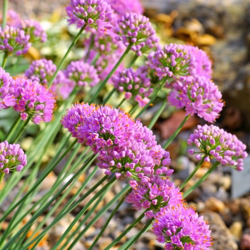 Czosnek ozdobny sinawy górski GLAUCUM - sadzonki