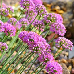 Czosnek ozdobny sinawy górski GLAUCUM - sadzonki