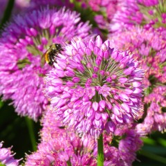 Czosnek ozdobny AVATAR niski różowy - sadzonki