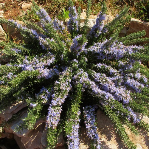 Rozmaryn płożący PROSTRATUS w doniczce - sadzonki