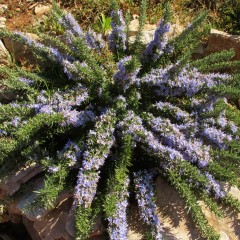 Rozmaryn płożący PROSTRATUS w doniczce - sadzonki