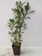 Penstemon CATHERINE DE LA MARE - niebieskie kwiaty ogrodowe