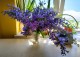 Penstemon CATHERINE DE LA MARE - niebieskie kwiaty ogrodowe