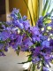 Penstemon CATHERINE DE LA MARE - niebieskie kwiaty ogrodowe