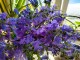 Penstemon CATHERINE DE LA MARE - niebieskie kwiaty ogrodowe