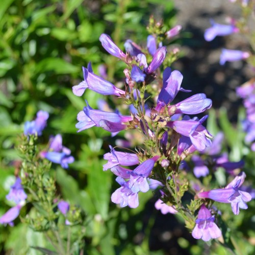 Penstemon CATHERINE DE LA MARE - niebieskie kwiaty ogrodowe