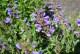 Penstemon CATHERINE DE LA MARE - niebieskie kwiaty ogrodowe