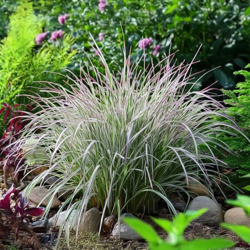 Palczatka miotlasta CHAMELEON - zmienne kolory, niebieska, czerwona