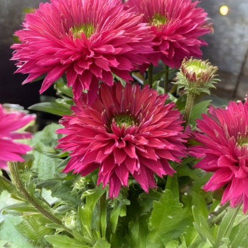 Jeżówka różowa SUNSEEKERS SWEET FUCHSIA miniaturowa - sadzonka