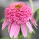 Jeżówka różowa, pełna PINK DOUBLE DELIGHT - sadzonka