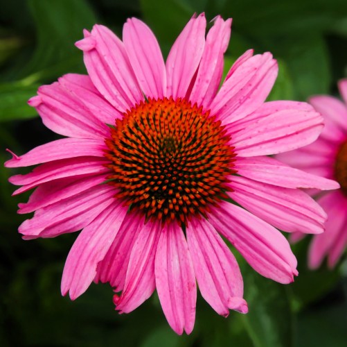 Jeżówka purpurowa, różowa PINK PASSION - sadzonka