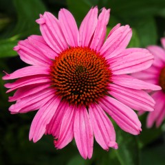 Jeżówka purpurowa, różowa PINK PASSION - sadzonka