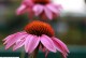 Jeżówka purpurowa, różowa PINK PASSION - sadzonka