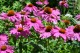 Jeżówka purpurowa, różowa PINK PASSION - sadzonka