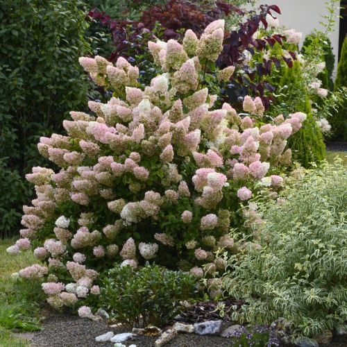 Hortensja SUNDAE FRAISE bukietowa karłowa - sadzonki