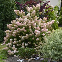Hortensja SUNDAE FRAISE bukietowa karłowa - sadzonki