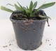 Stokezja stokesia laevis AMETHYST - fioletowe kwiaty ogrodowe