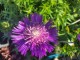 Stokezja stokesia laevis AMETHYST - fioletowe kwiaty ogrodowe