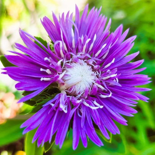 Stokezja stokesia laevis AMETHYST - fioletowe kwiaty ogrodowe