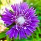 Stokezja stokesia laevis AMETHYST - fioletowe kwiaty ogrodowe
