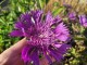 Stokezja stokesia laevis AMETHYST - fioletowe kwiaty ogrodowe
