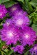 Stokezja stokesia laevis AMETHYST - fioletowe kwiaty ogrodowe