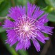 Stokezja stokesia laevis AMETHYST - fioletowe kwiaty ogrodowe