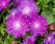 Stokezja stokesia laevis AMETHYST - fioletowe kwiaty ogrodowe
