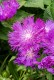 Stokezja stokesia laevis AMETHYST - fioletowe kwiaty ogrodowe