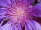 Stokezja stokesia laevis AMETHYST - fioletowe kwiaty ogrodowe