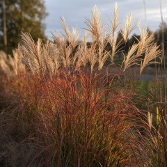Miskant chiński KATI - przebarwia się na czerwono