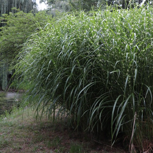 Miskant LITTLE ZEBRA - prążkowany do małych ogrodów