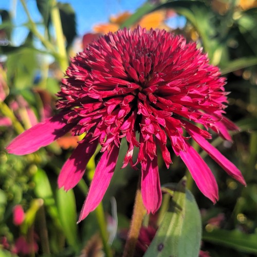 Jeżówka purpurowa pełna BLUEBERRY CHEESECAKE miniaturowa - sadzonka