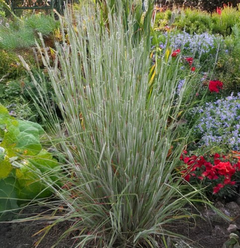 Palczatka miotlasta HA HA TONKA - niebieska trawa ozdobna