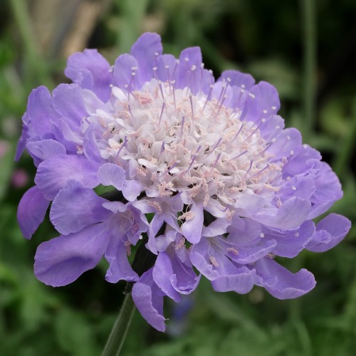 Driakiew gołębia MARIPOSA BLUE - niebieskie kwiaty ogrodowe