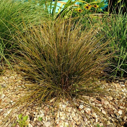 Turzyca PRAIRIE FIRE ceglasta - w ognistych kolorach (C2)