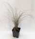 Turzyca PRAIRIE FIRE ceglasta - w ognistych kolorach (C2)