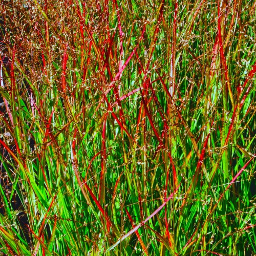 Proso rózgowate NOSFERATU - Polska odmiana, trawa ozdobna