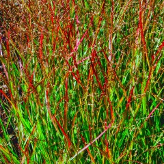 Proso rózgowate NOSFERATU - Polska odmiana, trawa ozdobna