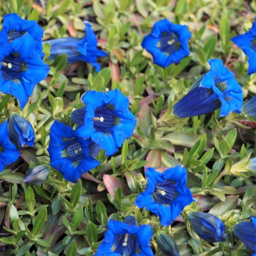 Goryczka gentiana TRUE BLUE - niebieskie kwiaty ogrodowe