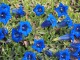 Goryczka gentiana TRUE BLUE - niebieskie kwiaty ogrodowe