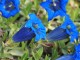 Goryczka gentiana TRUE BLUE - niebieskie kwiaty ogrodowe