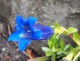 Goryczka gentiana TRUE BLUE - niebieskie kwiaty ogrodowe