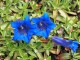 Goryczka gentiana TRUE BLUE - niebieskie kwiaty ogrodowe